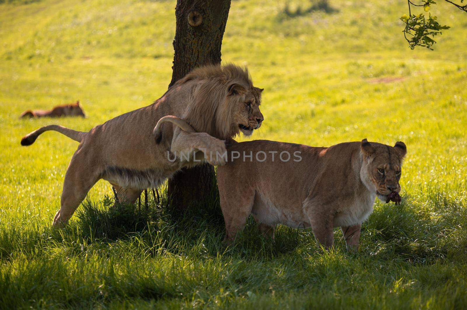 Lions (Panthera leo) playing and chasing each other under a tree.