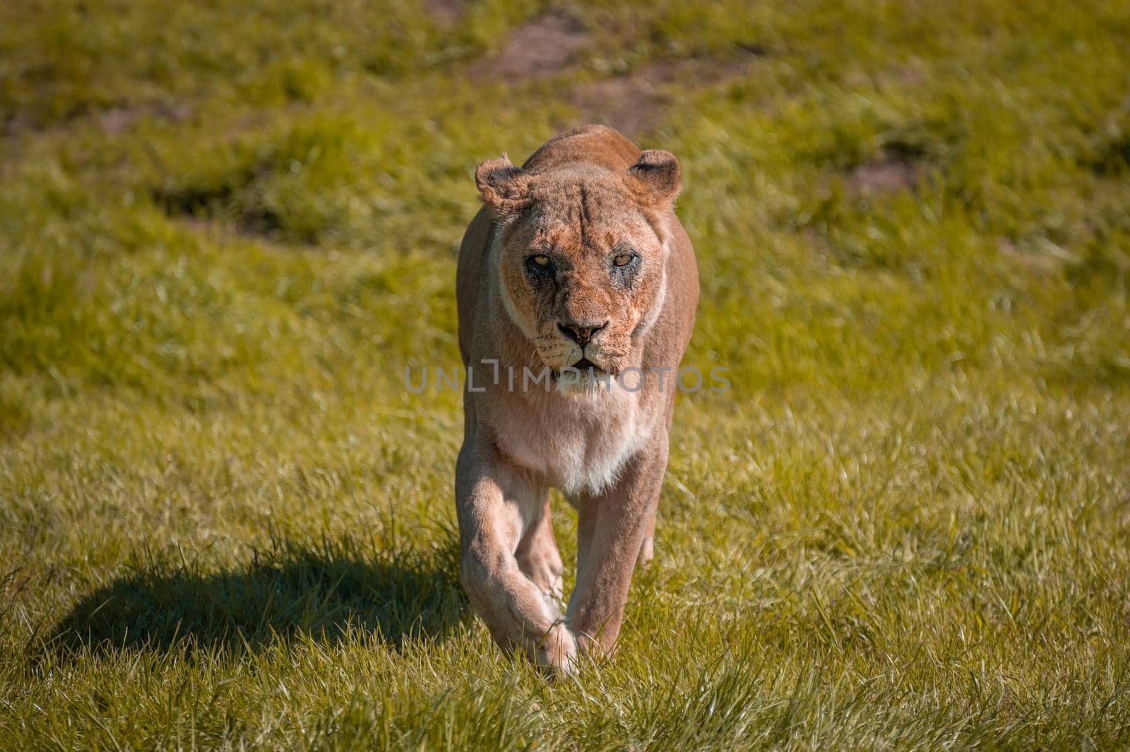 Lioness (Panthera leo) walking in the wilderness towards the point of camera view.