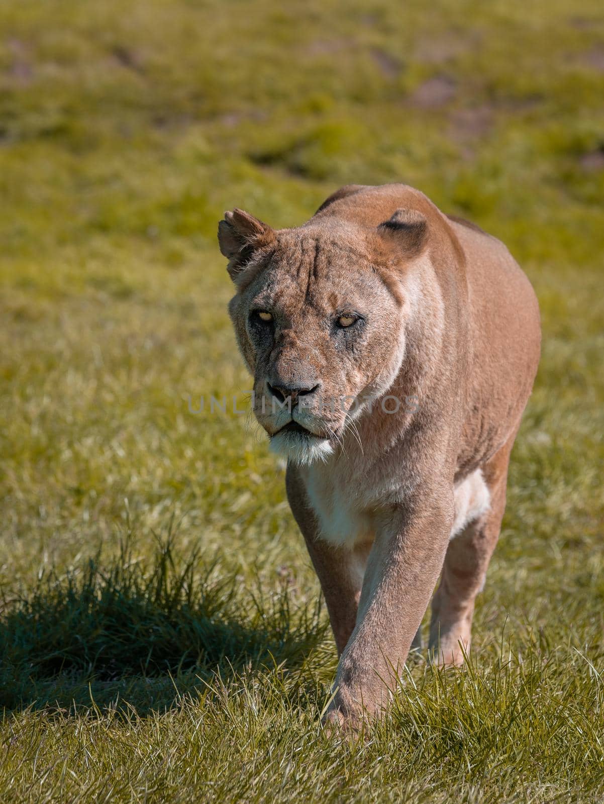 Lioness (Panthera leo) walking in the wilderness towards the point of camera view.