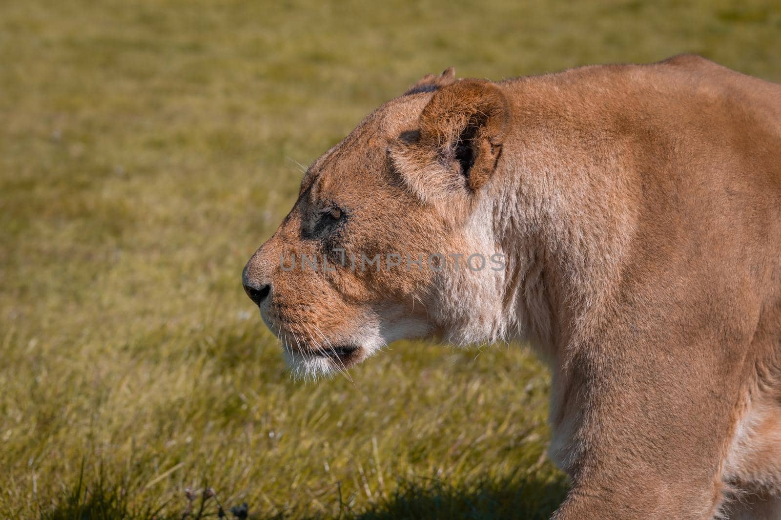 Lioness (Panthera leo) walking in the wilderness. by Qba