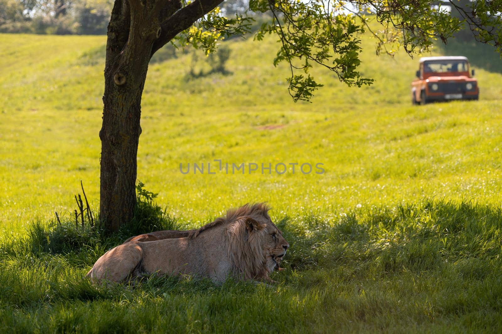 Lions resting under the three shadow. by Qba