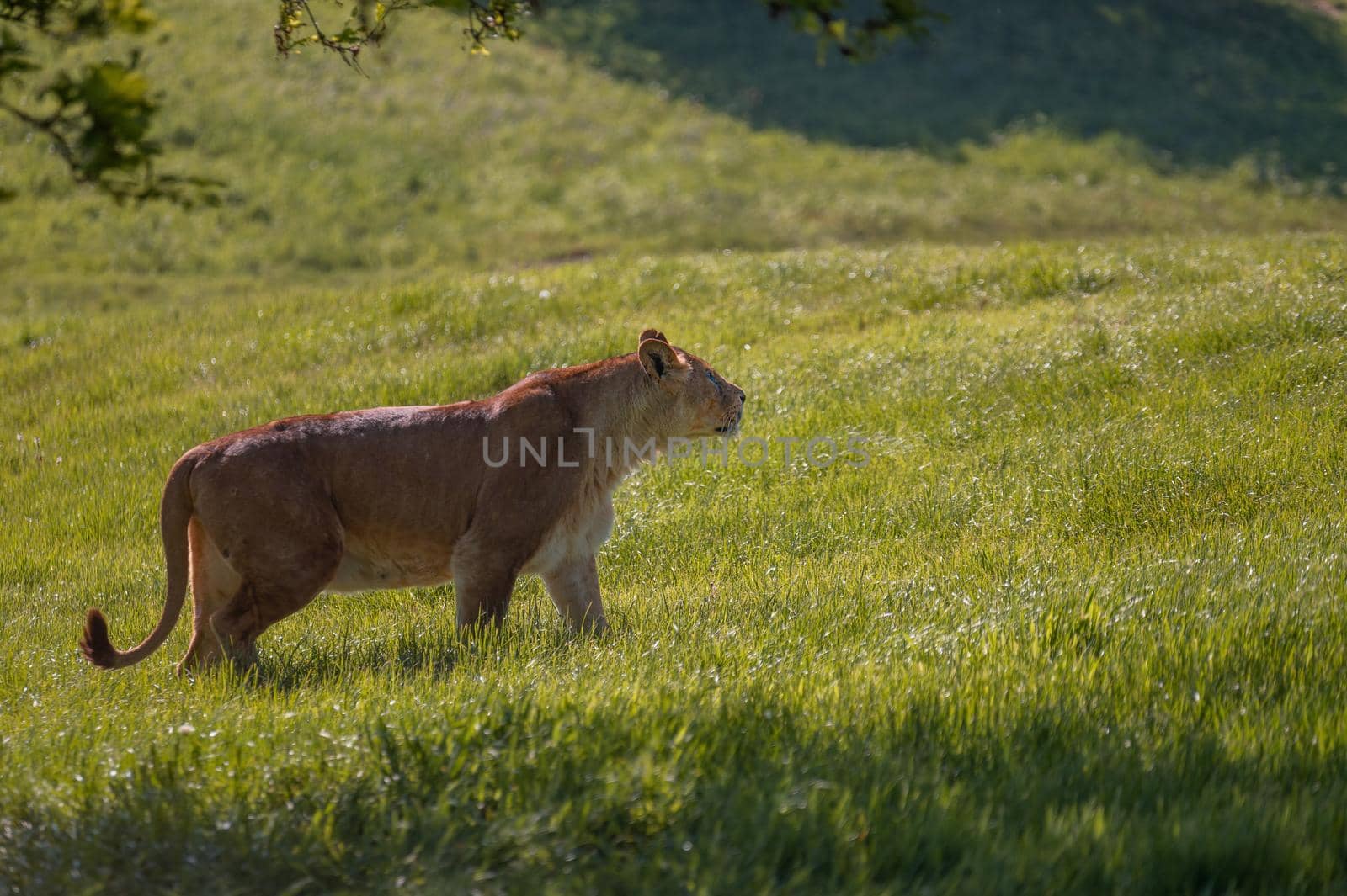 Lioness walking in the wilderness.