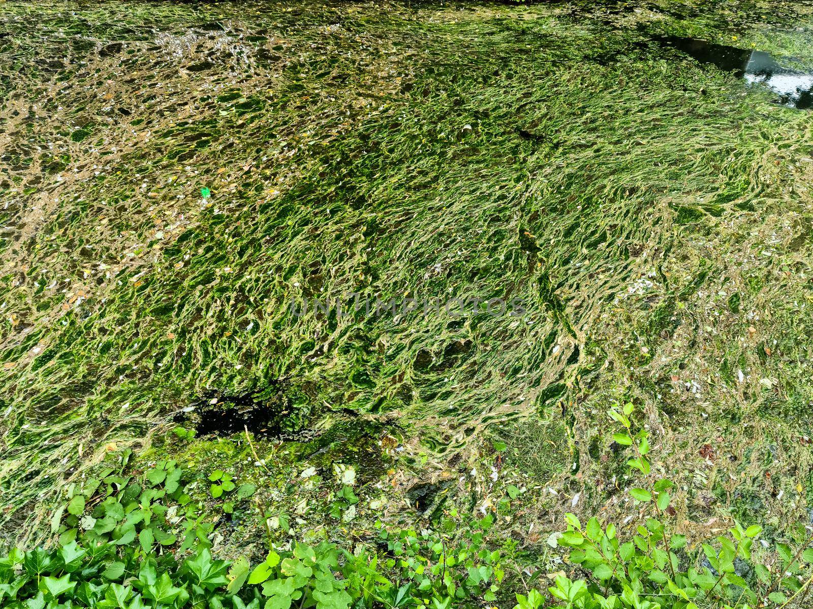 Background texture pattern of algea forming thick layer on water surface.