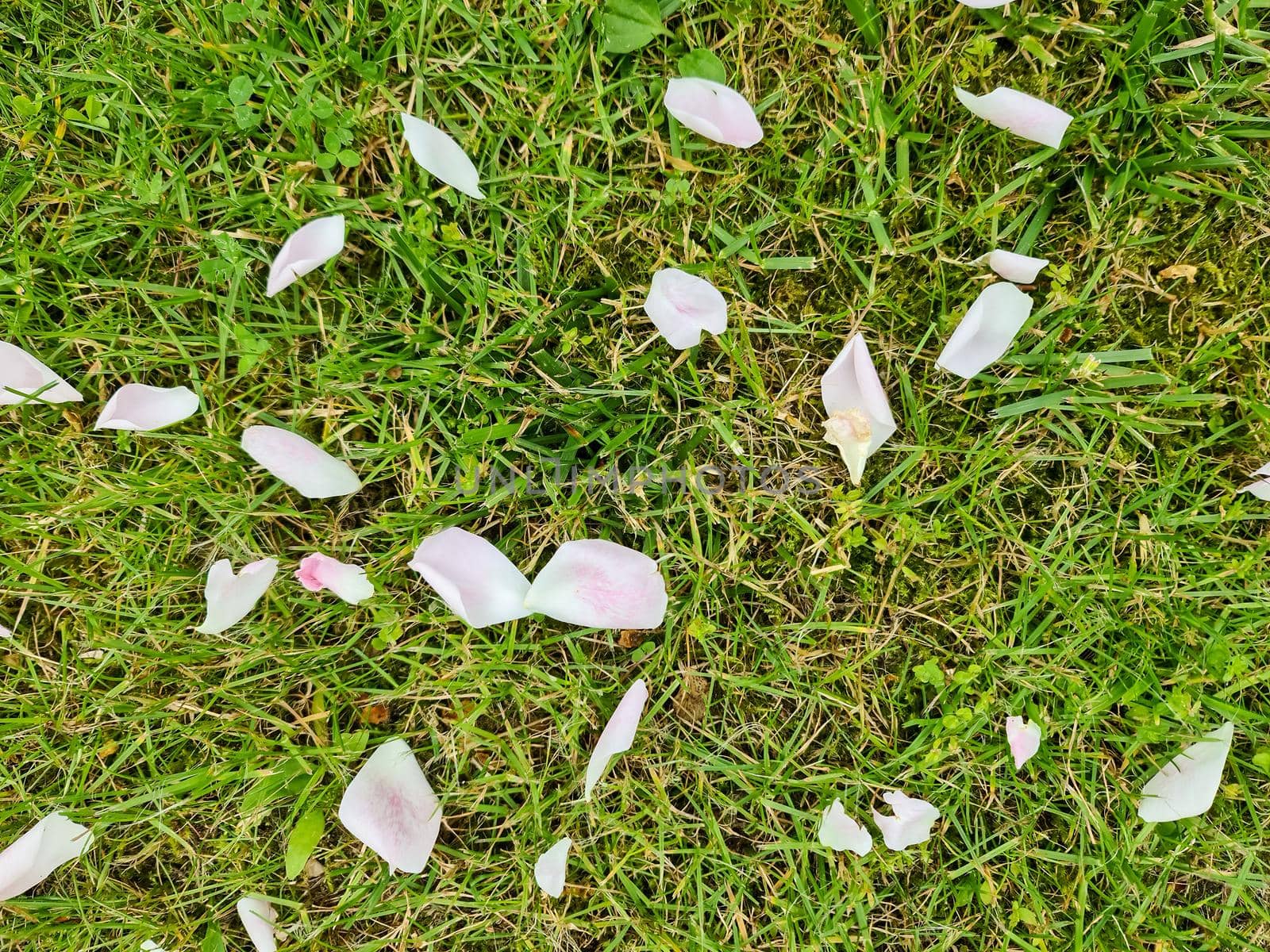 Grass surface with lots of pink rose petals