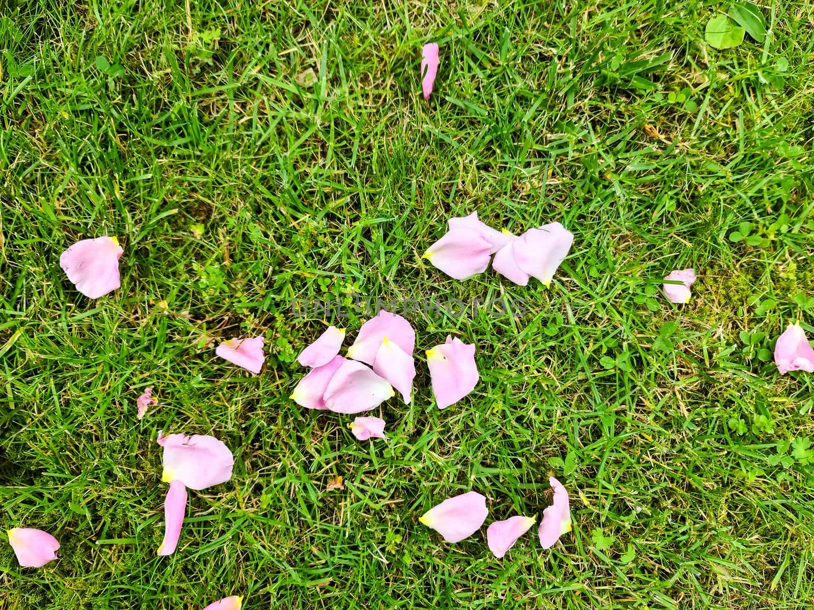 Grass surface with lots of pink rose petals