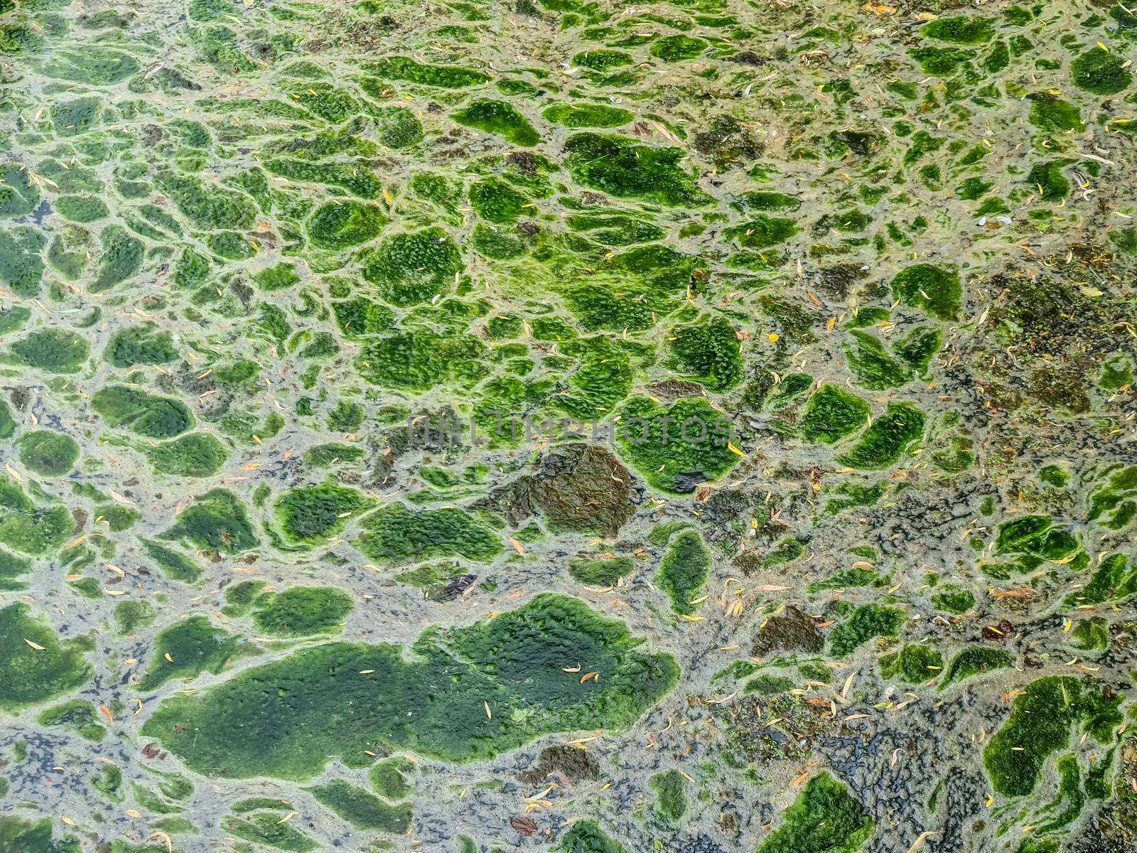 Background texture pattern of algea forming thick layer on water surface.