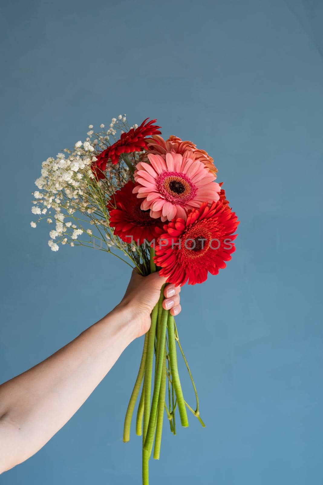 Happy birthday flowers, Bright red and pink gerbera flowers in woman hand on blue background, minimal style