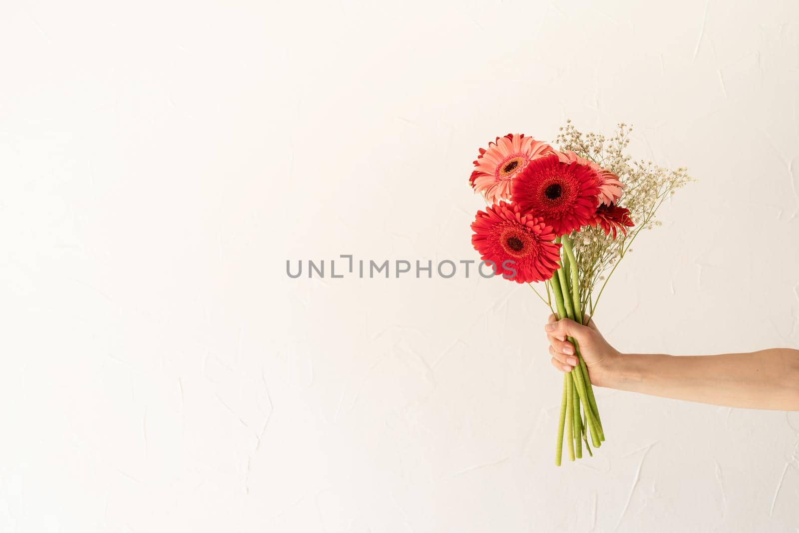 Happy birthday flowers, gerbera daisy flowers in woman hand on white background, copy space