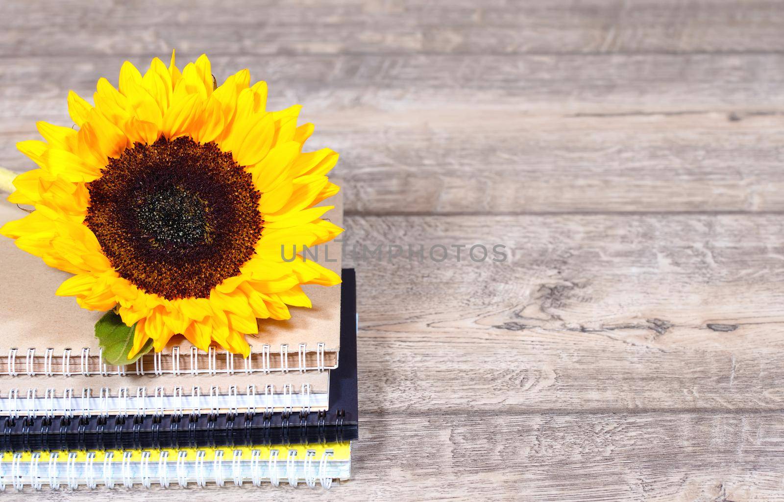 Stack of colourful notebooks with spiral edge with sright yellow sunflower, school or educational background