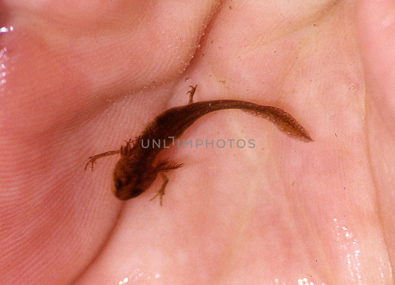 young newt with gills by Dr-Lange