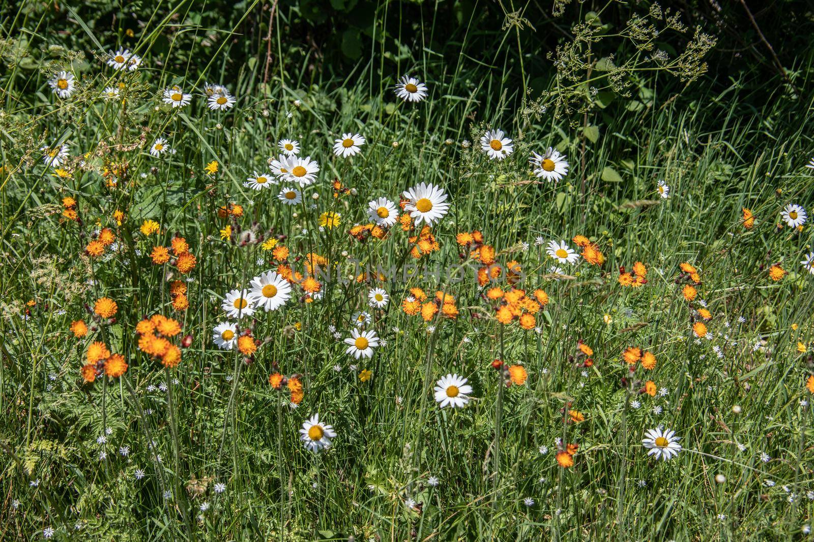 wild flowers from a sea of ​​colorful flowers in meadow