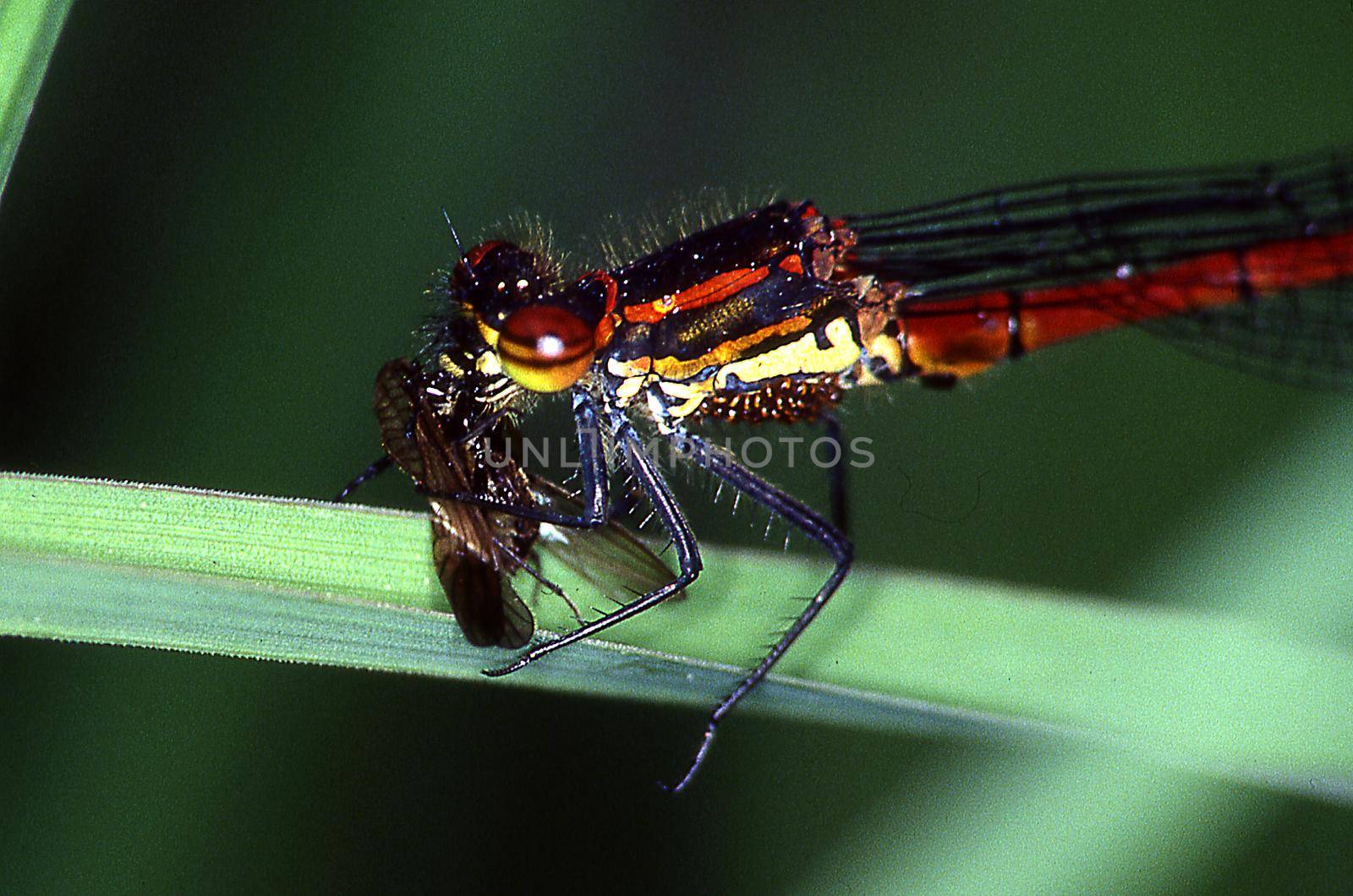 Adoni's dragonfly eats fly on a blade of grass