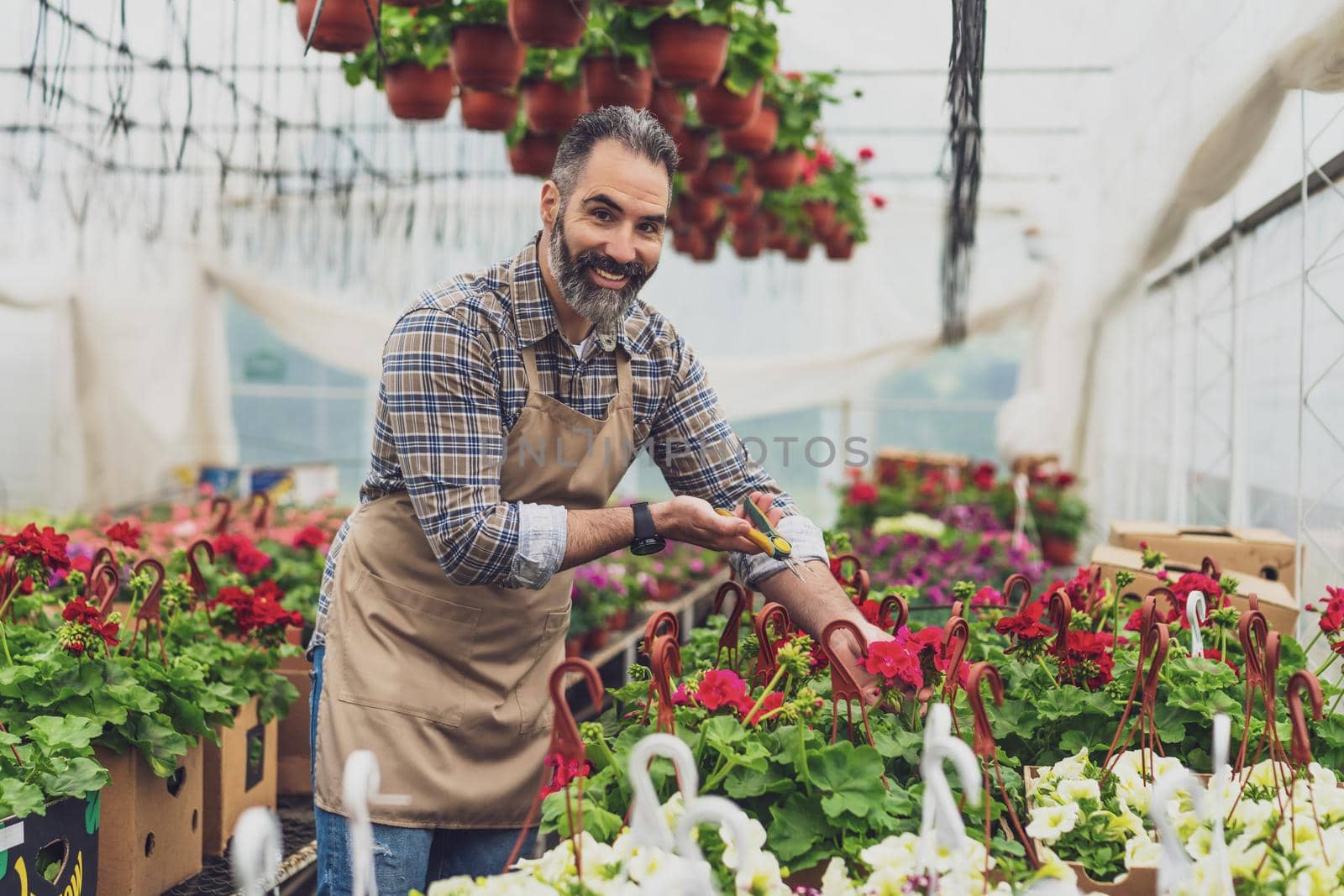 Man is working in small business greenhouse store. He is examining plants.