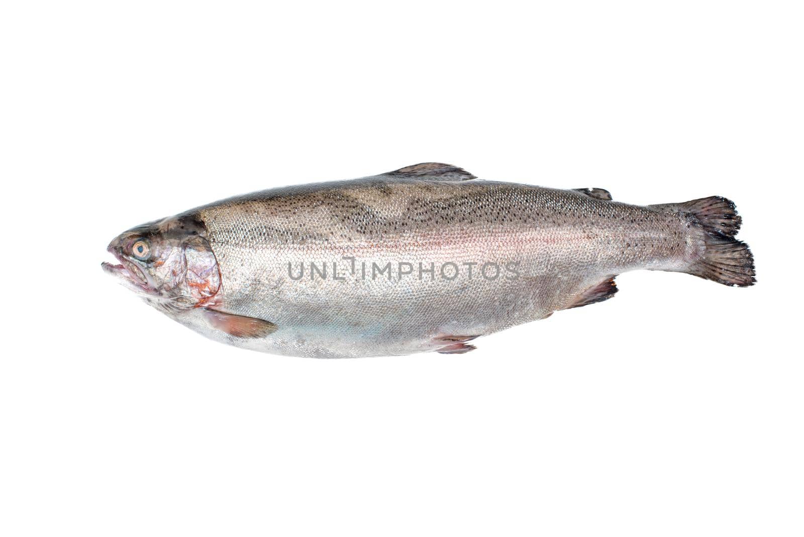 View above the whole big a salmon fish isolated on a white background