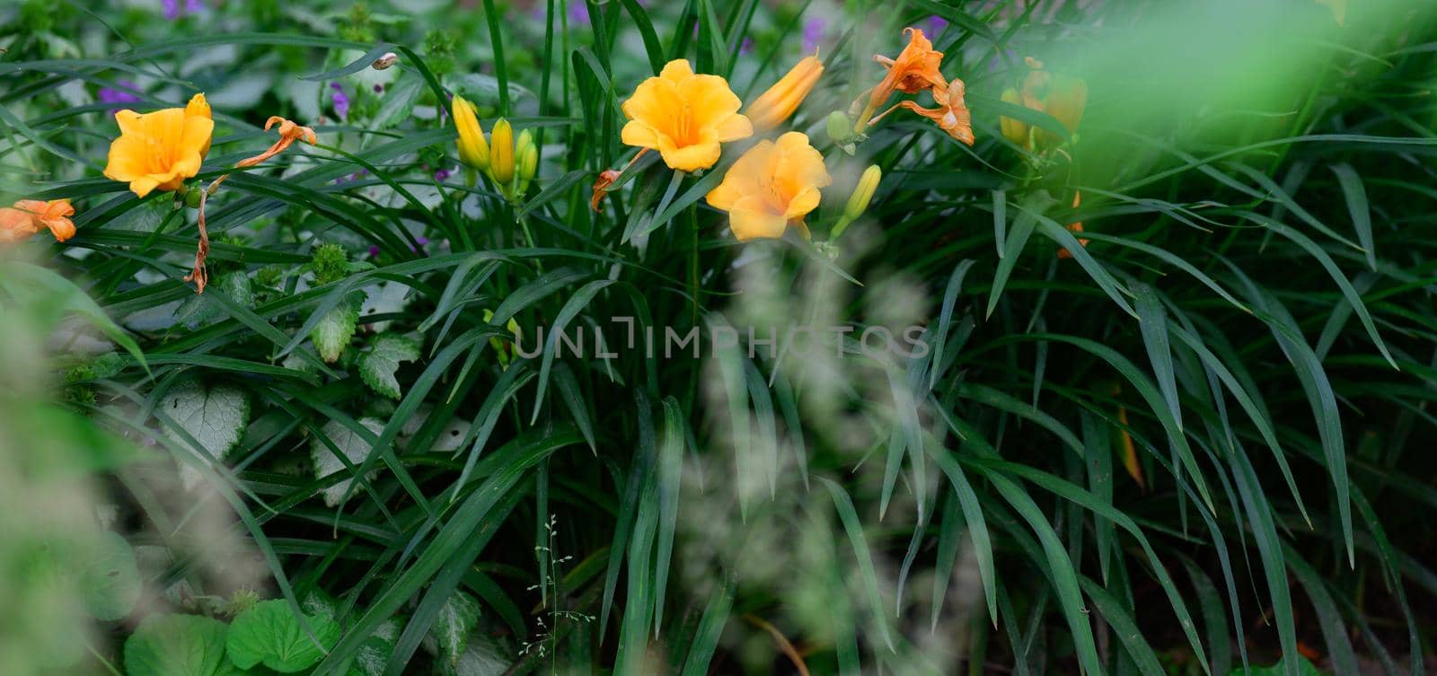 blooming yellow lilies with green stems and leaves in the garden, summer day, banner