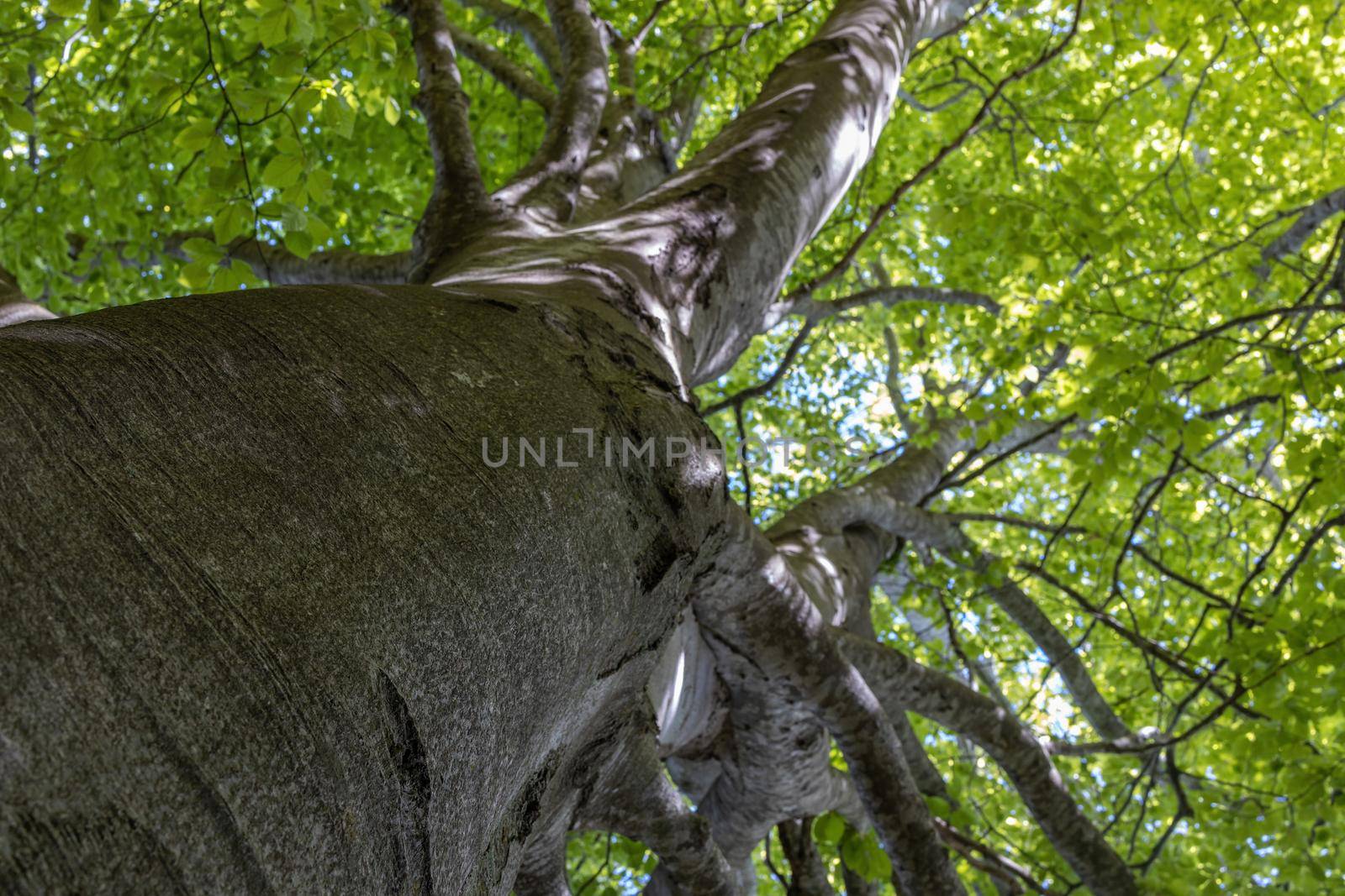 Bottom view, along the trunk, of the fresh green foliage of a beech tree in the spring by Digoarpi