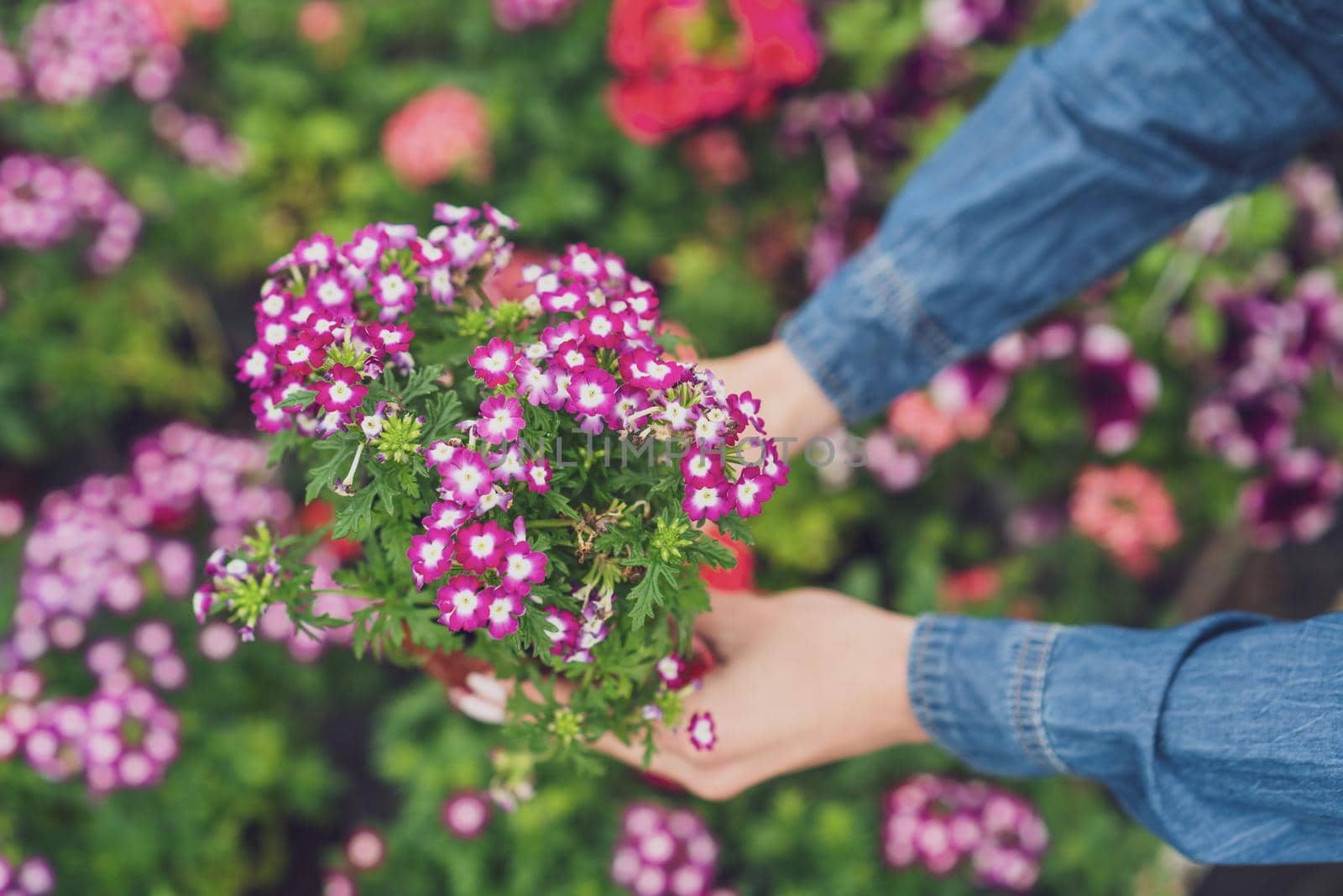 Woman is working in small business greenhouse store. She is examining plants. Female entrepreneur.