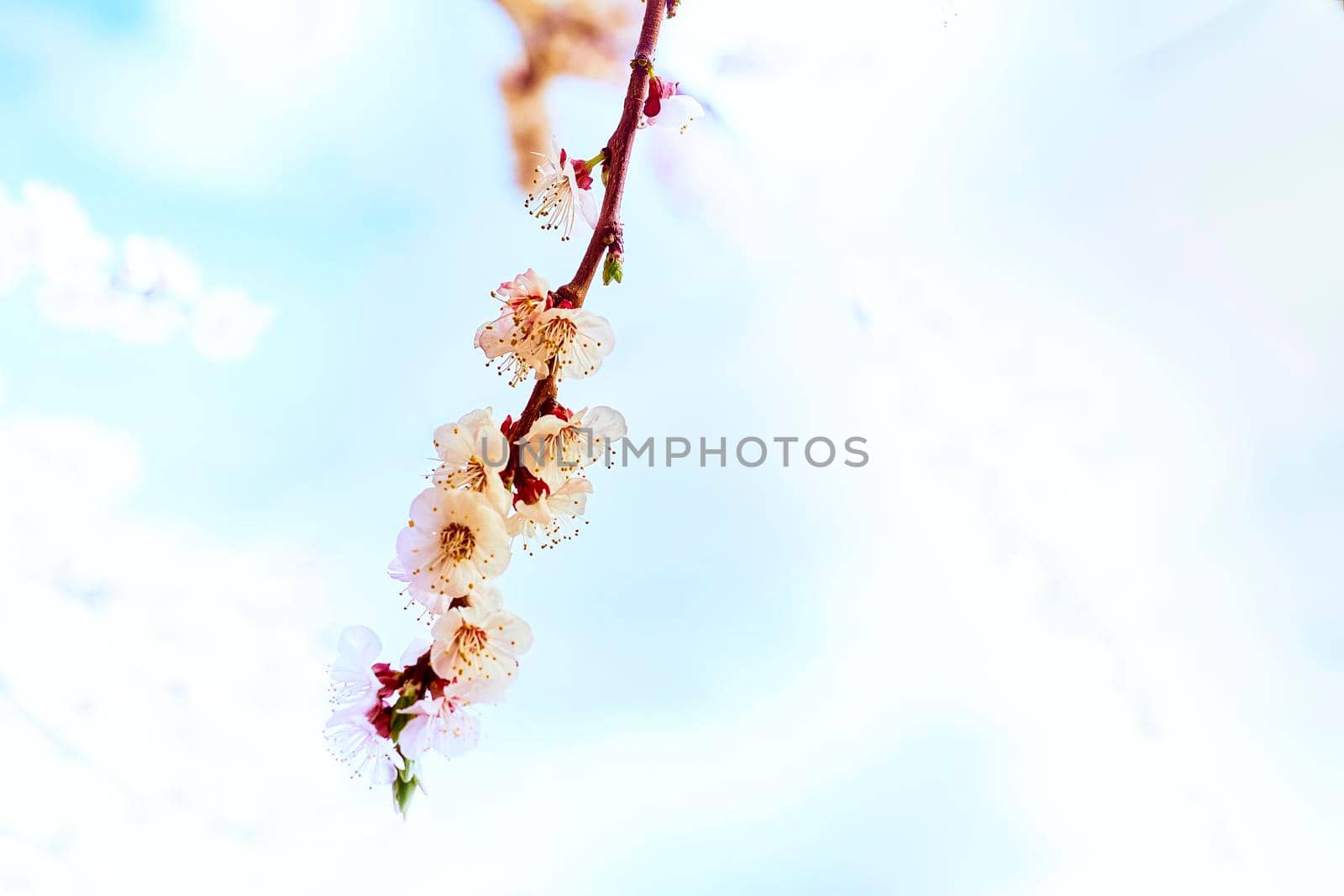 he seed-bearing part of a plant, consisting of reproductive organs that are typically surrounded by a brightly colored corolla and a green calyx .Beautiful red spring flowers against the blue sky