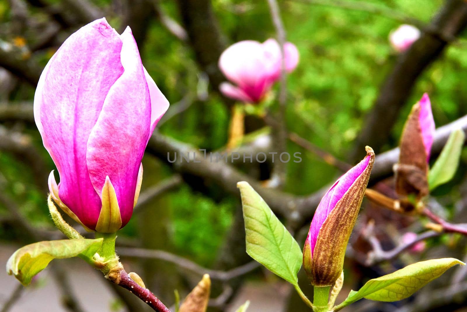 Lovely purplish pink magnolia flowers in spring garden by jovani68