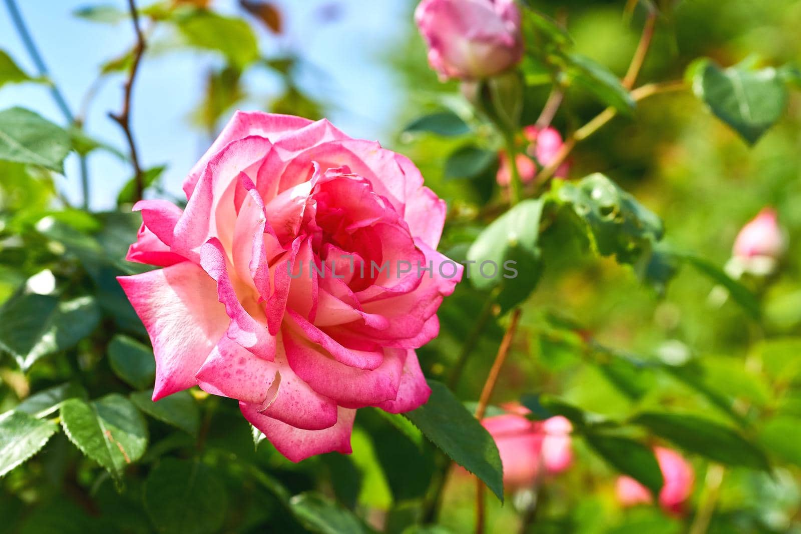 Beautiful rose blooming in the summer garden by jovani68