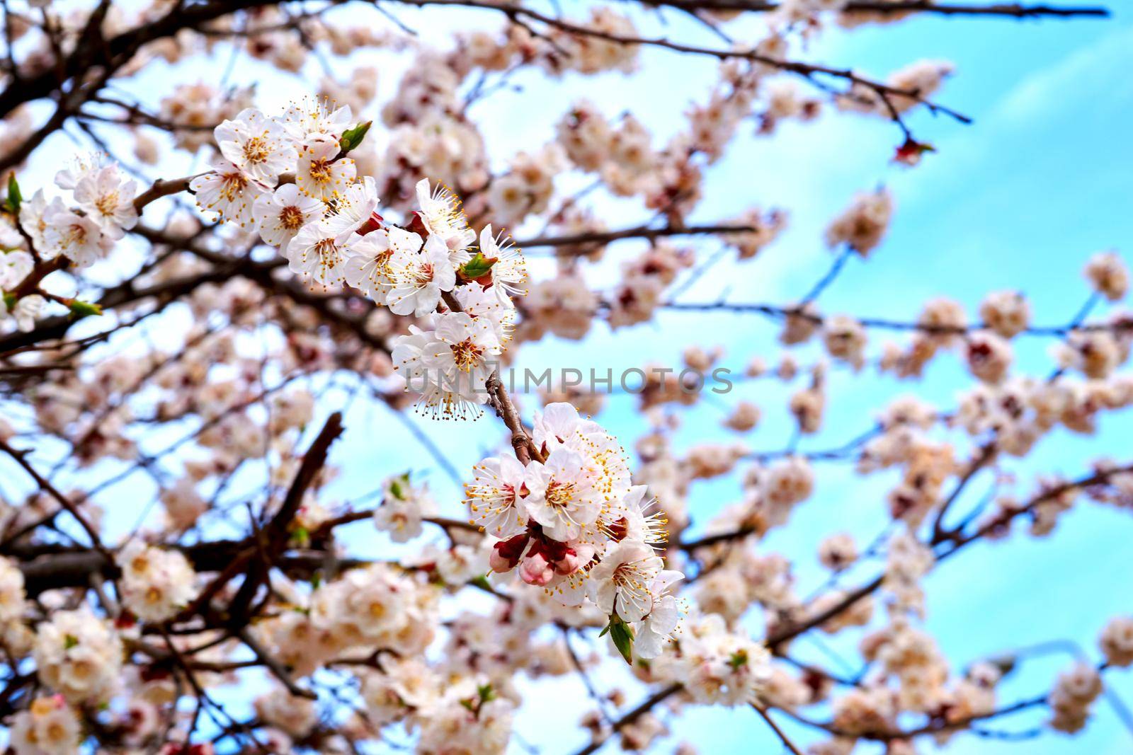 Lovely spring flowers of fruit trees. a tree grown for its edible fruit.High quality photo