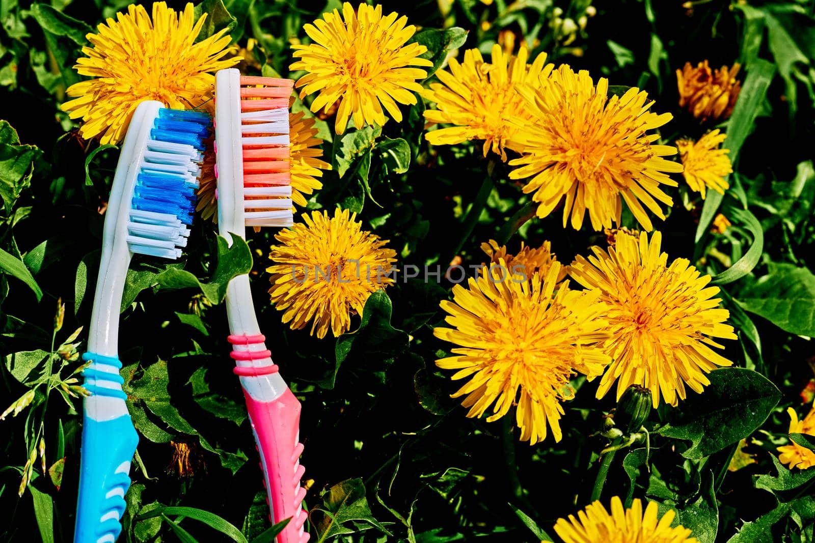 Two toothbrushes and yellow dandelions on green grass by jovani68