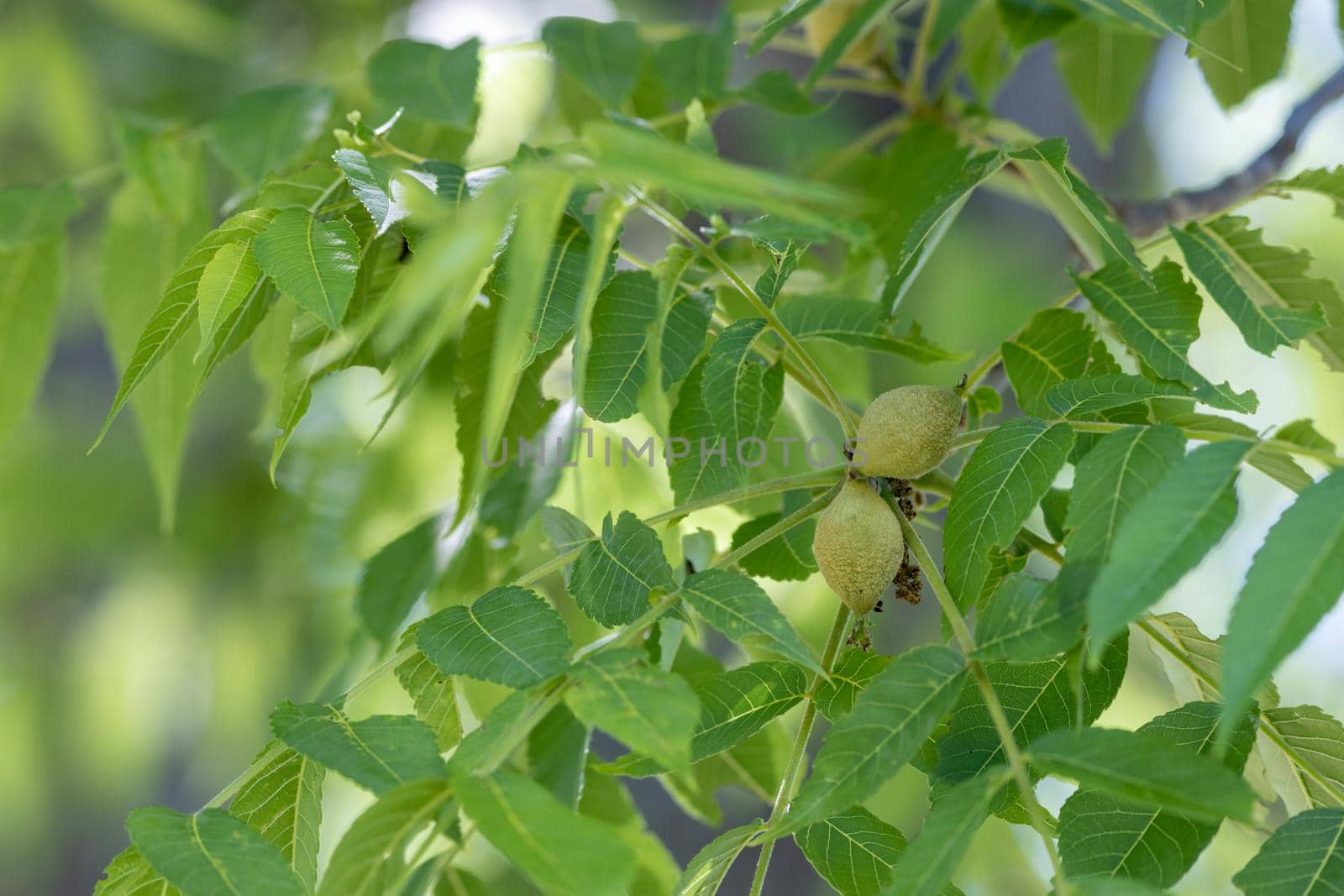 The green leaves and fruit of an eastern American black walnut tree (Juglans nigra) in Ottawa, Canada.