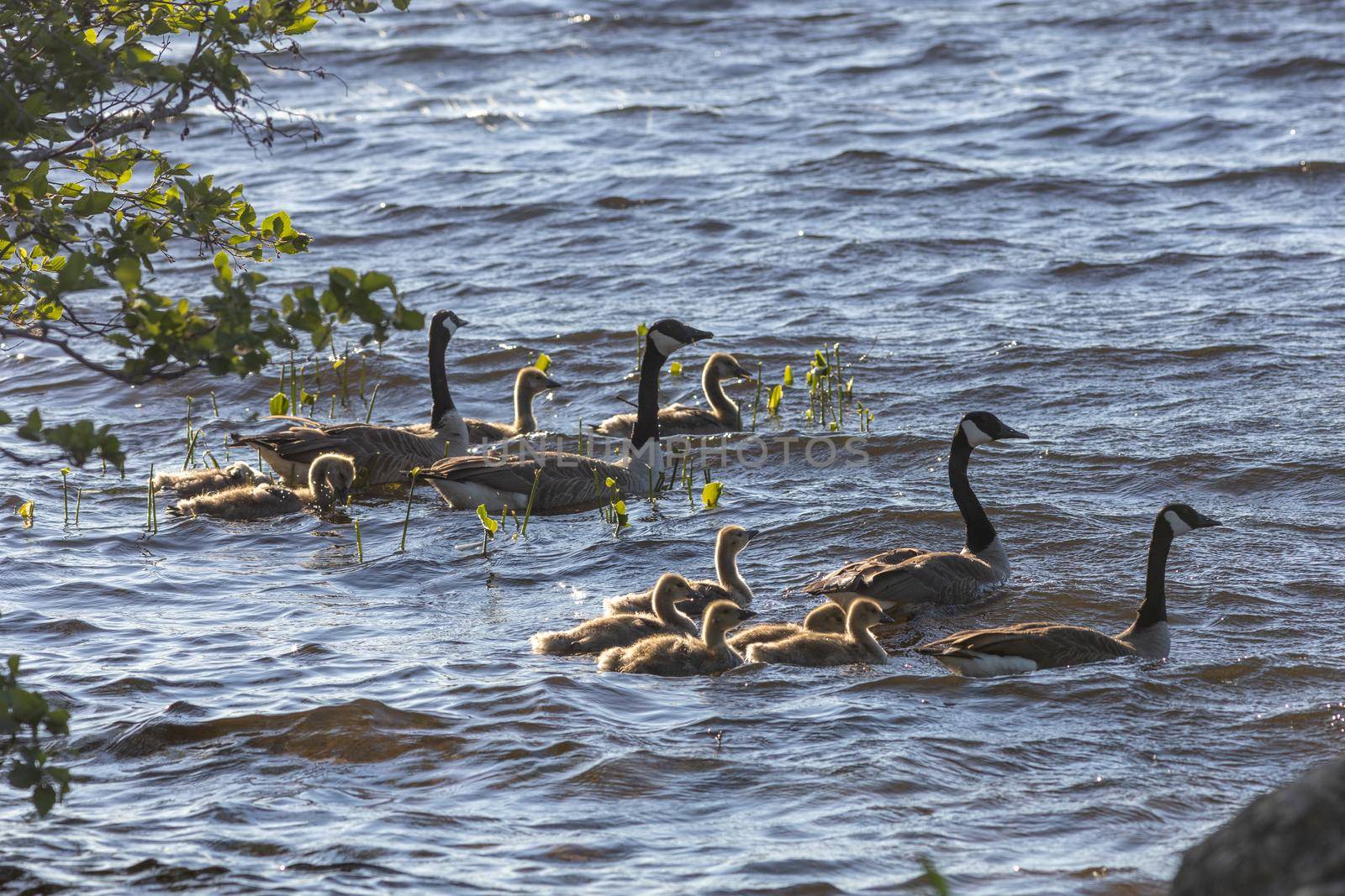 Two pairs of Canada geese (Branta canadensis) accompany their young goslings in the water at the edge of a lake. Evening sun illuminates their feathers as they swim in Algonquin Park, Ontario, Canada.