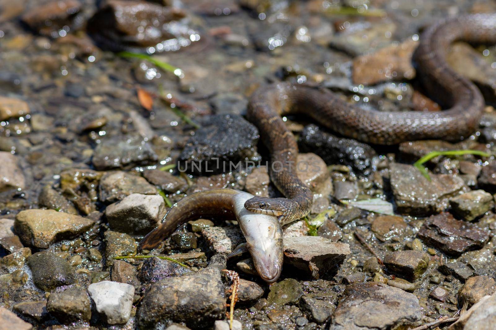 Water snake carries its fish prey by colintemple