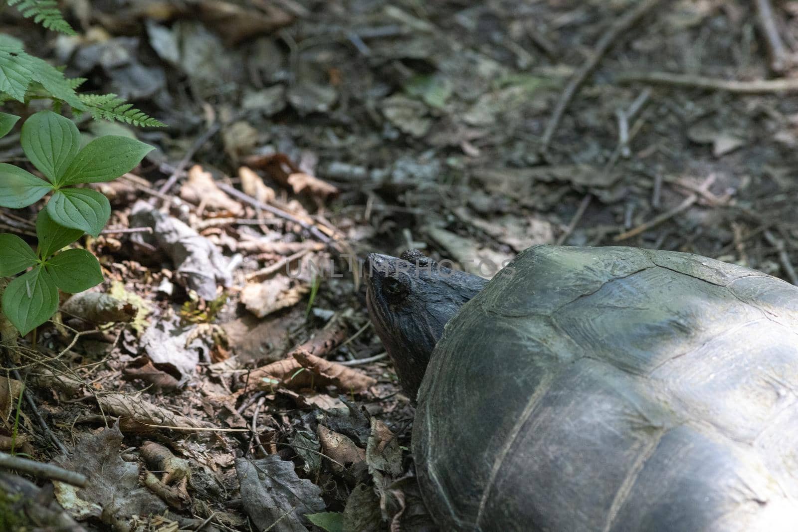 High-angle view of a common snapping turtle (Chelydra serpentina) showing its head and the top of its shell. The animal stands on land, on the forest floor in the wilderness of Algonquin Park, Canada.