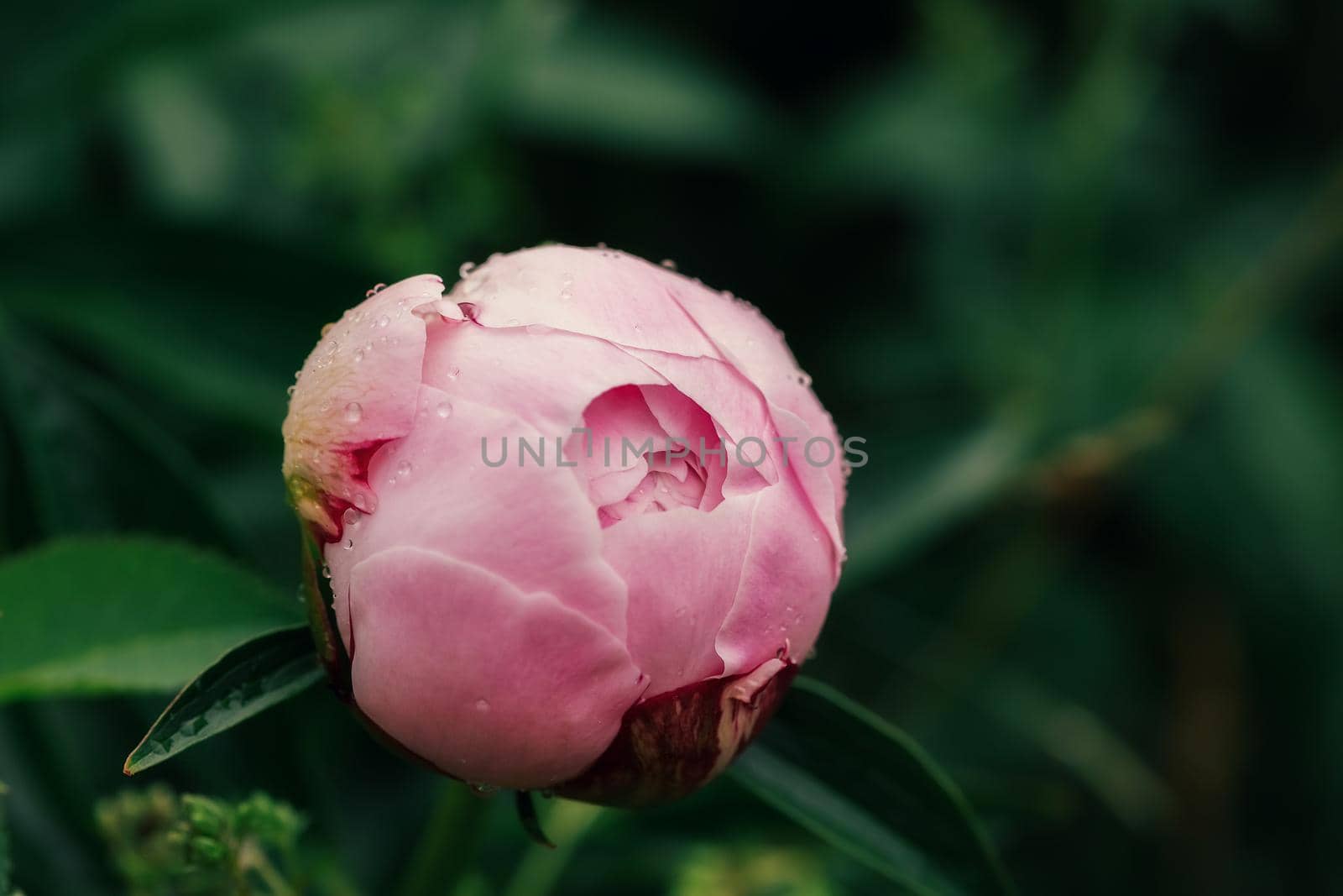 Beautiful pink fresh flowers and buds big peonies with drops after rain close up, selective focus, blurred background.