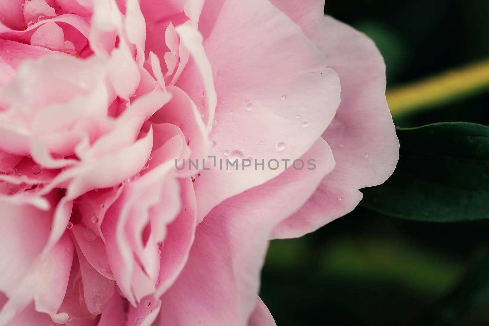 Beautiful pink fresh flowers and buds big peonies with drops after rain close up by galinasharapova