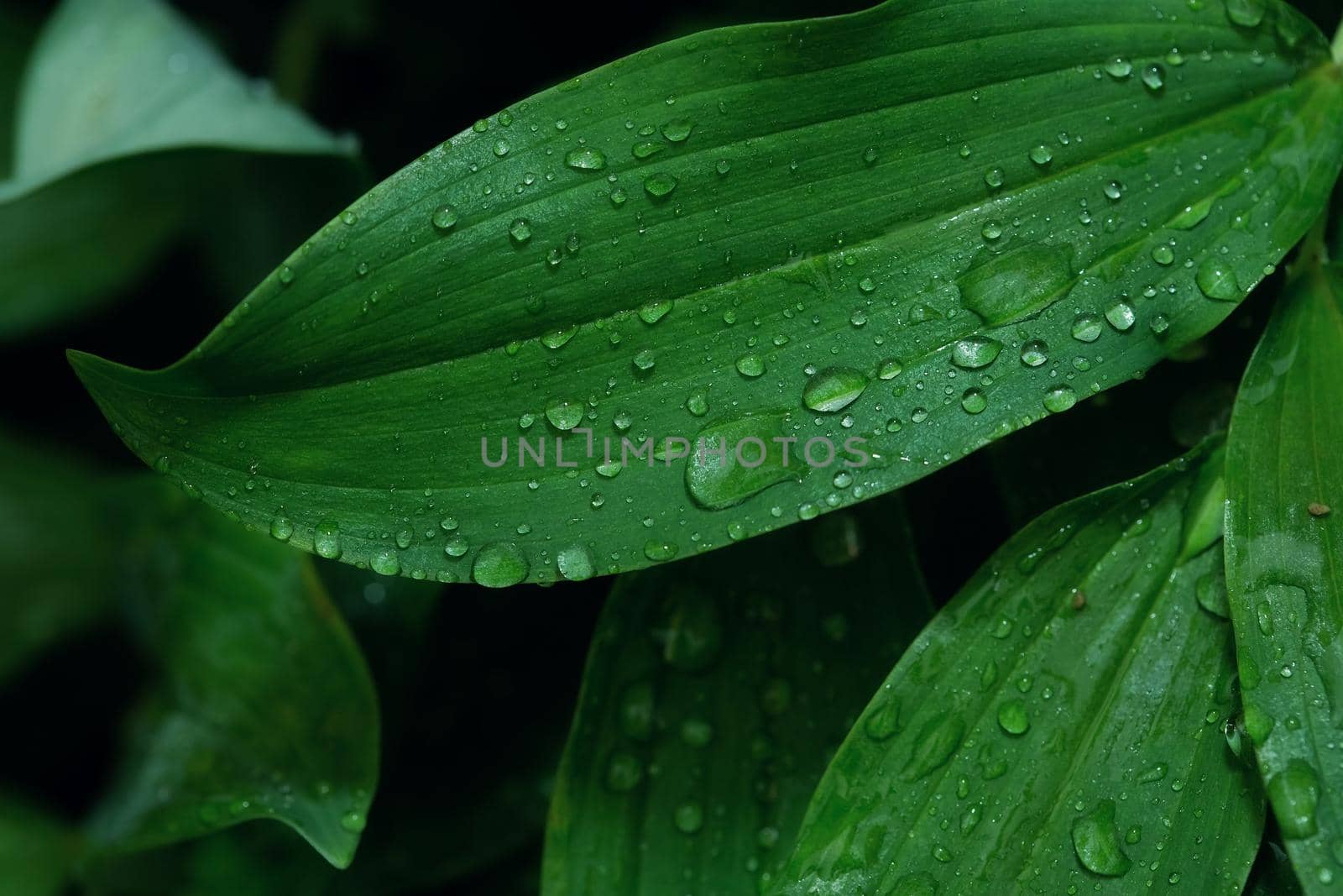 Beautiful green leaf texture with drops of water after the rain, close up by galinasharapova