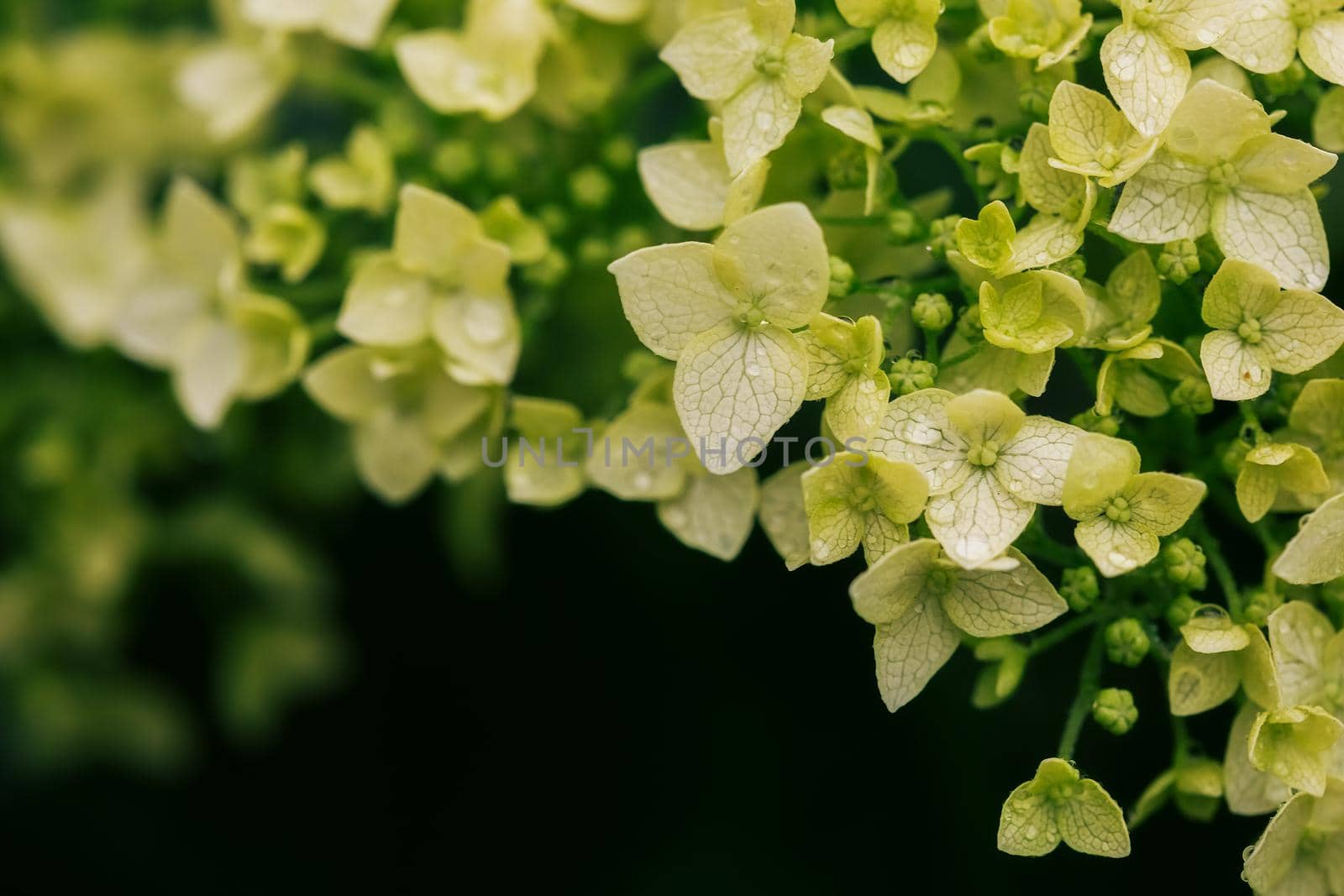 Closeup of beautiful white Hydrangea flowers after the rain, selective focus, blurred background.