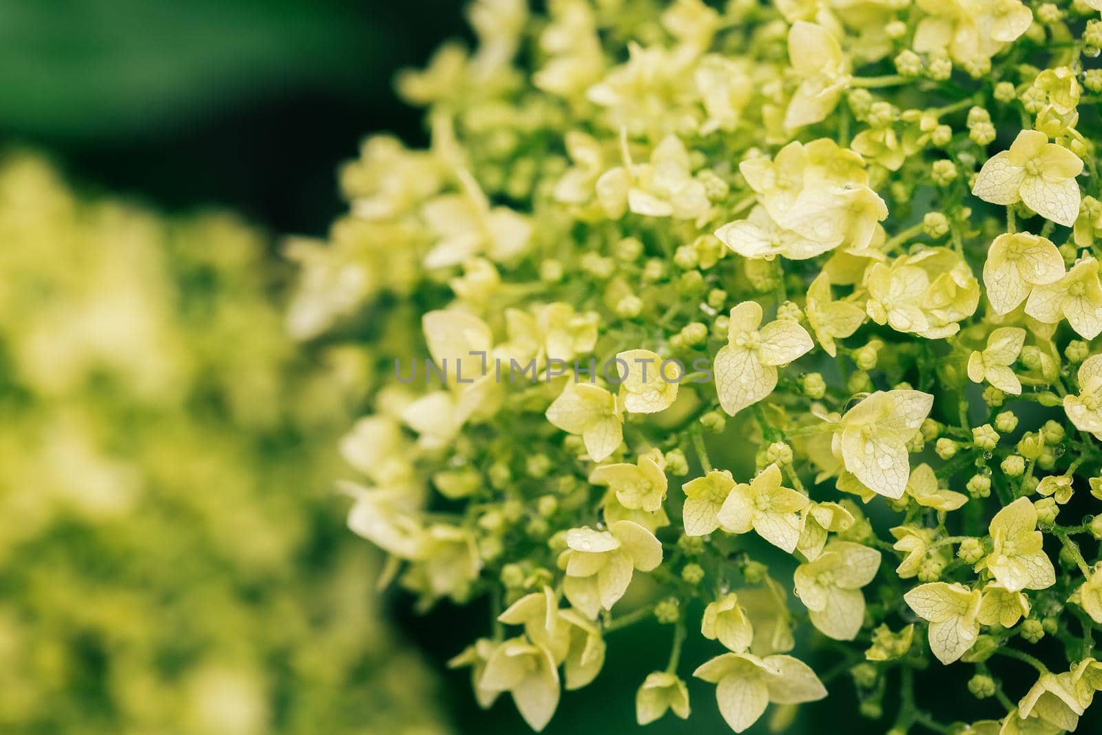 Closeup of beautiful white Hydrangea flowers after the rain, selective focus, blurred background.