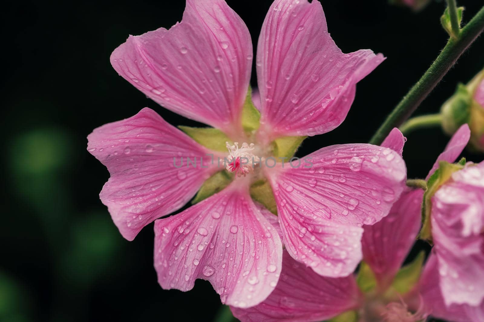 Beautiful pink fresh flowers and buds with drops after rain close up by galinasharapova