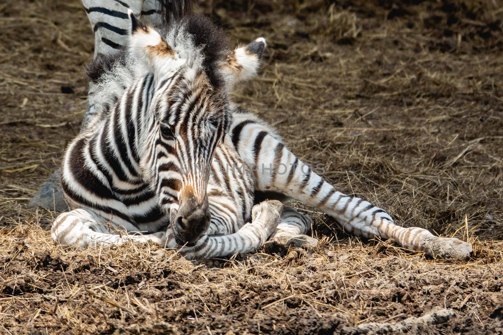 Baby zebra sitting on the ground. by sirawit99