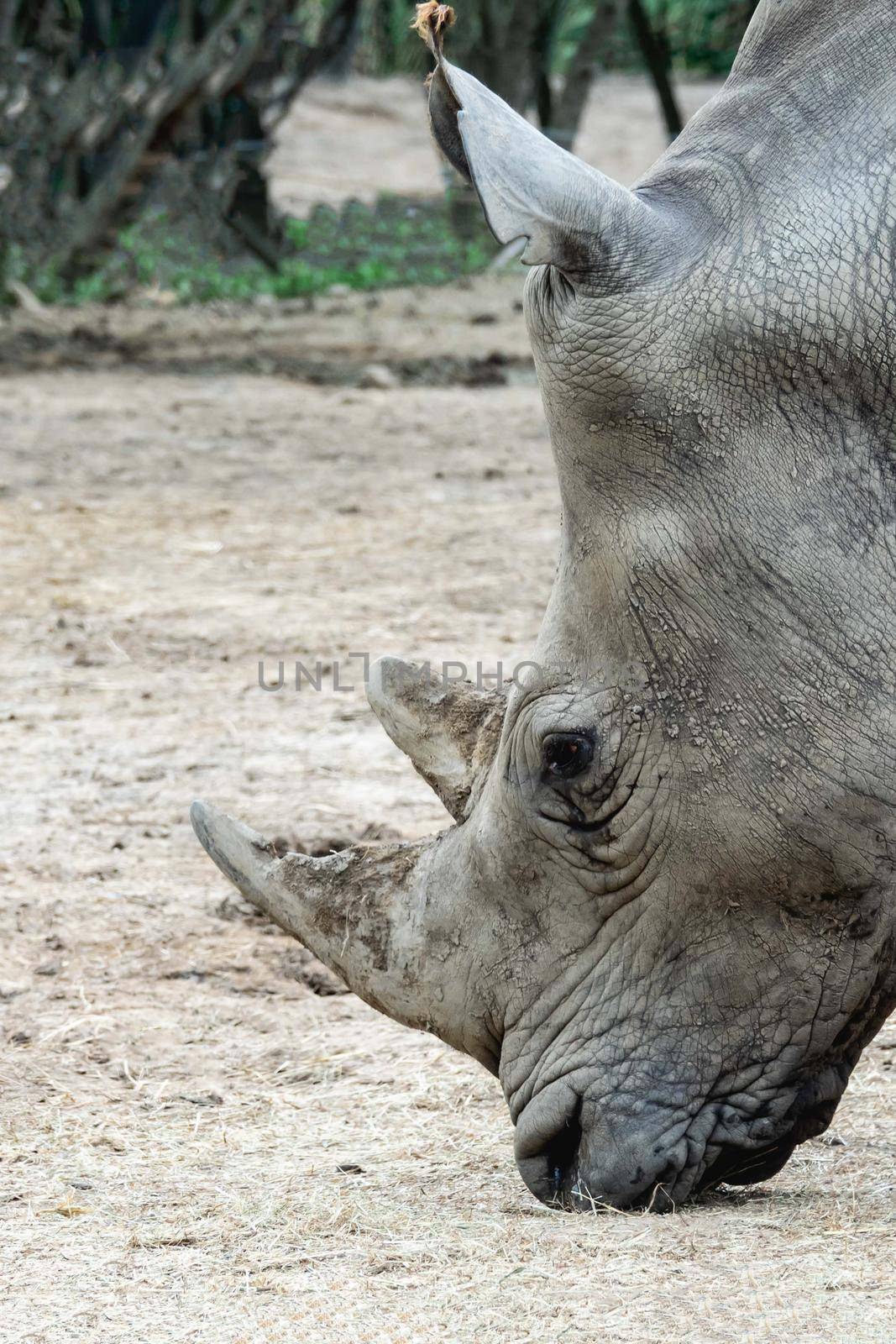 Close up of a large rhino with a big horn. by sirawit99