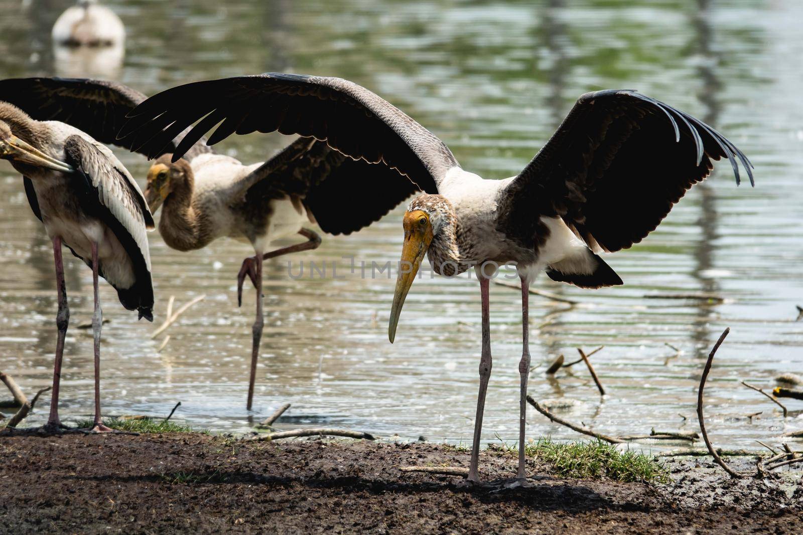 Marabou Stork near the river.