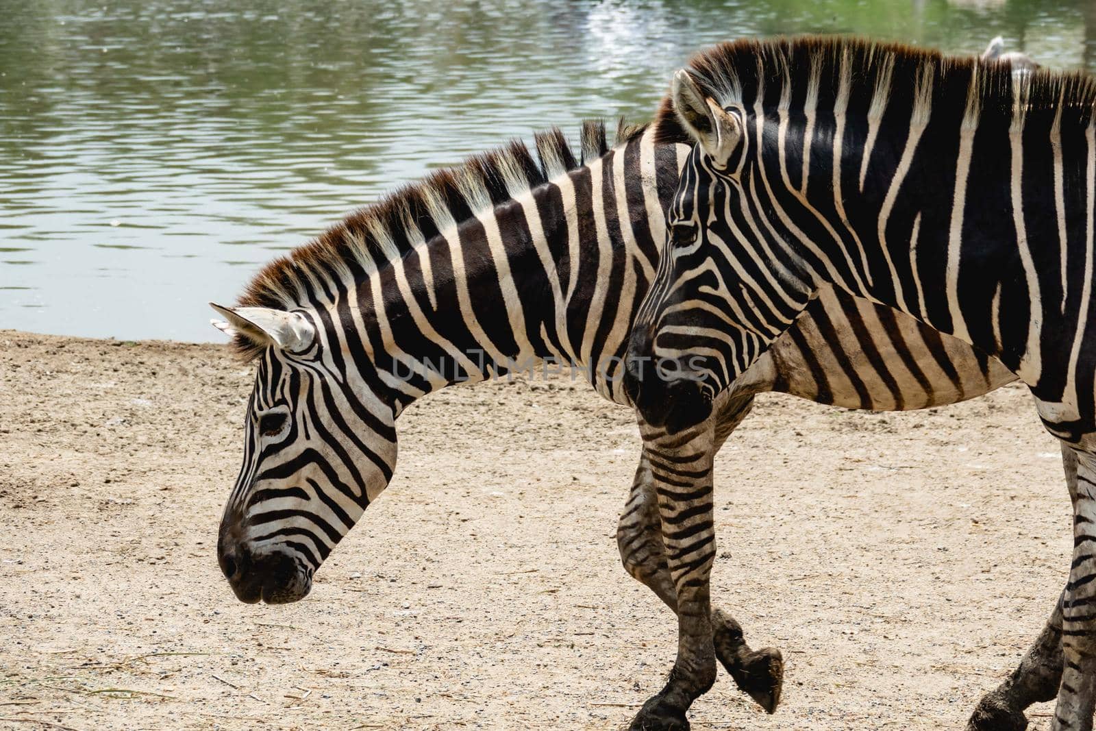 Zebra walking near river water.