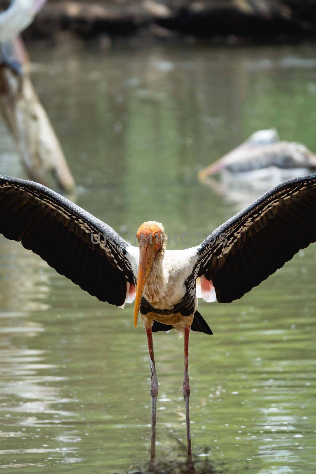 Marabou Stork near the river.