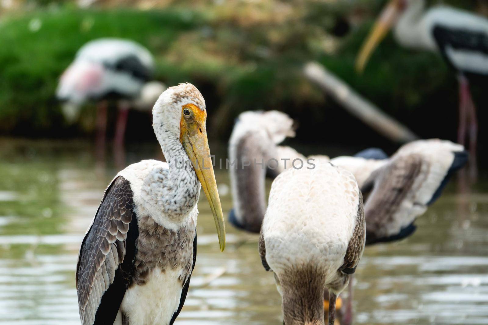 Marabou Stork near the river.