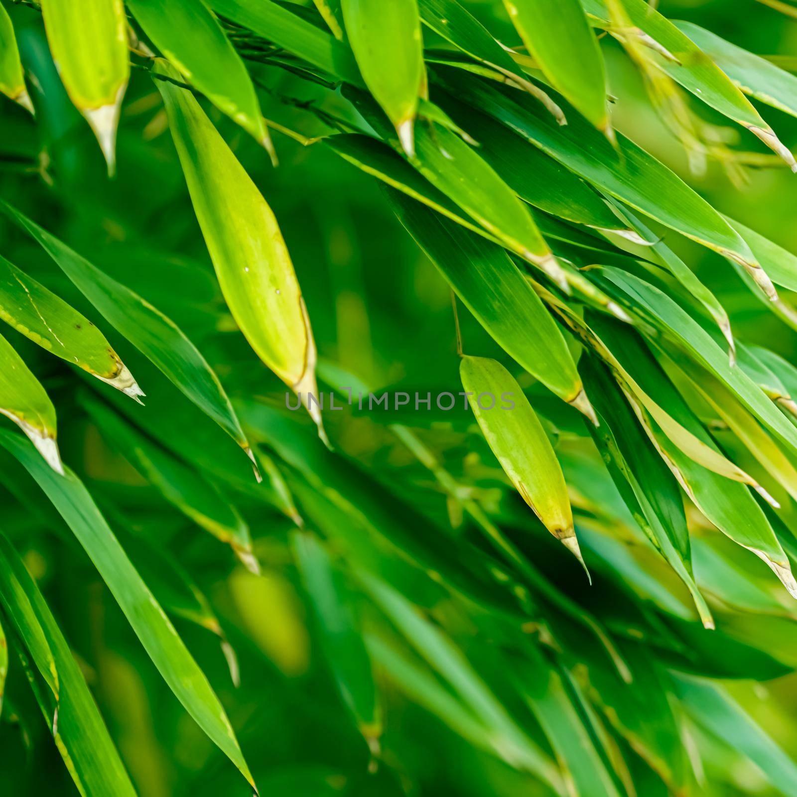 Green bamboo background, fresh leaves on tree as nature, ecology and environment concept.