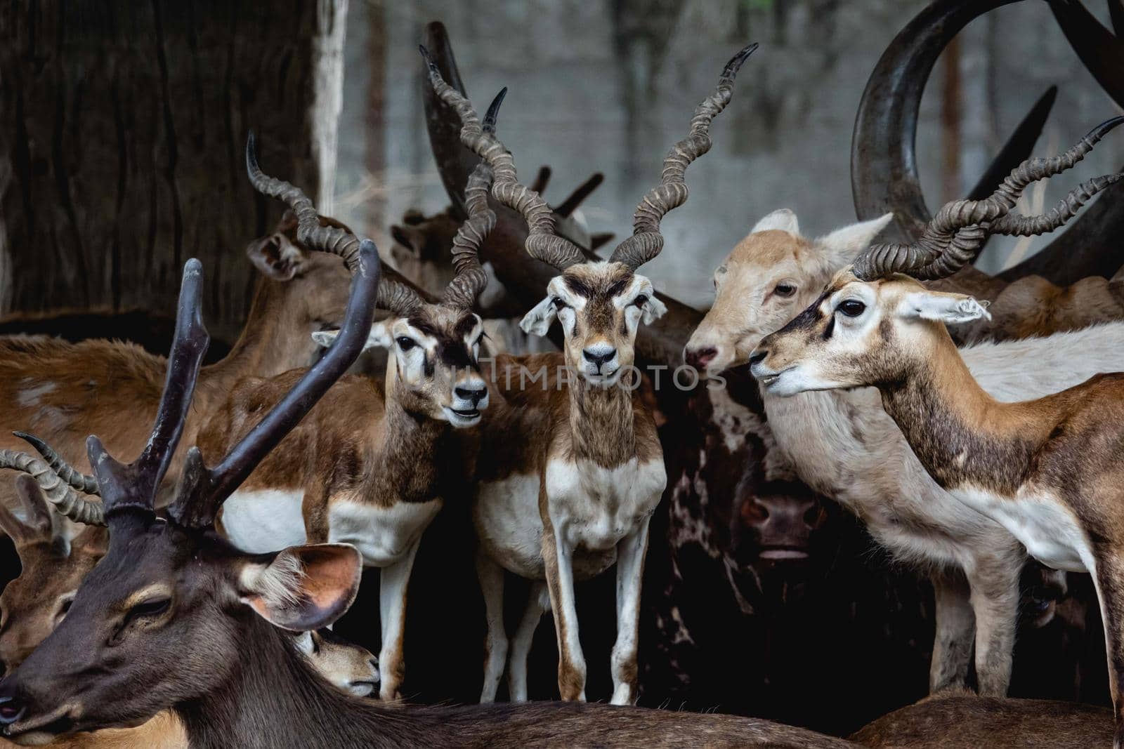 Greater kudu (tragelaphus) group portrait.