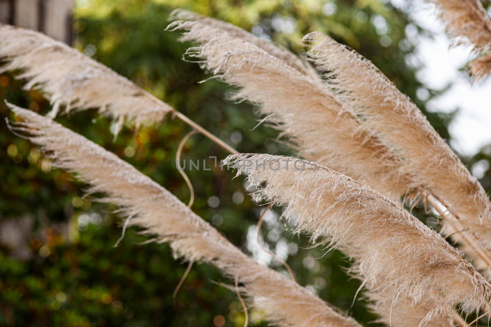 Pampas grass feathers detail in nature at susnet time