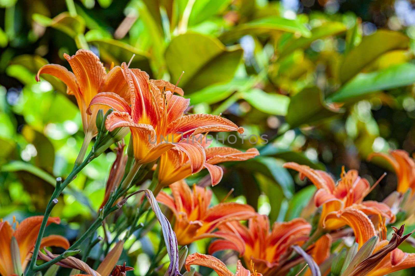 Orange Lilium flower detail 9 by pippocarlot