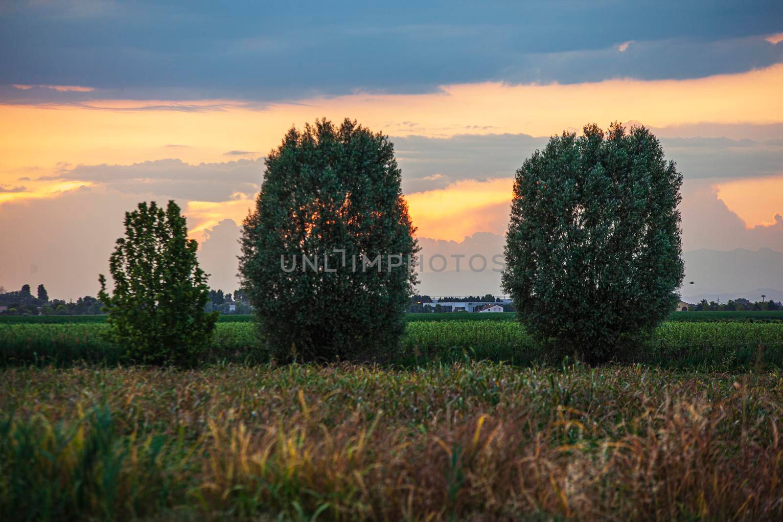 Trees in countryside by pippocarlot