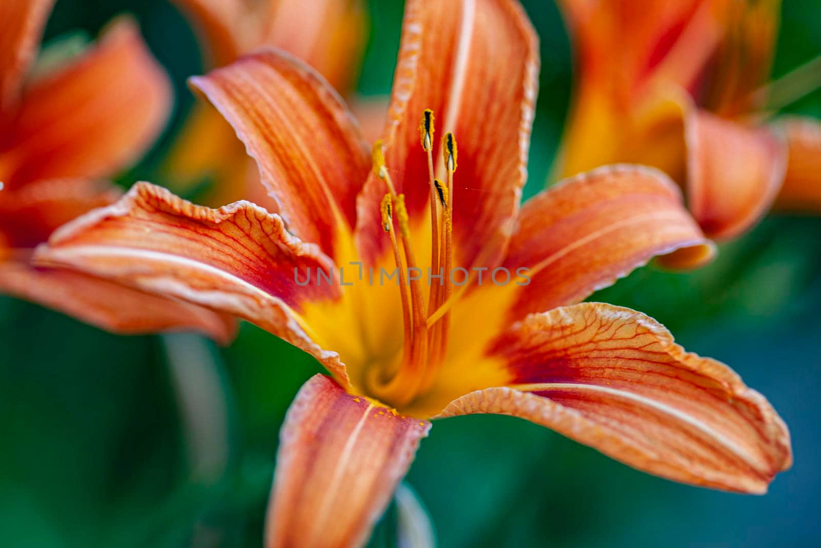 Macro shot of Orange Lilium flower detail in nature at sunset time