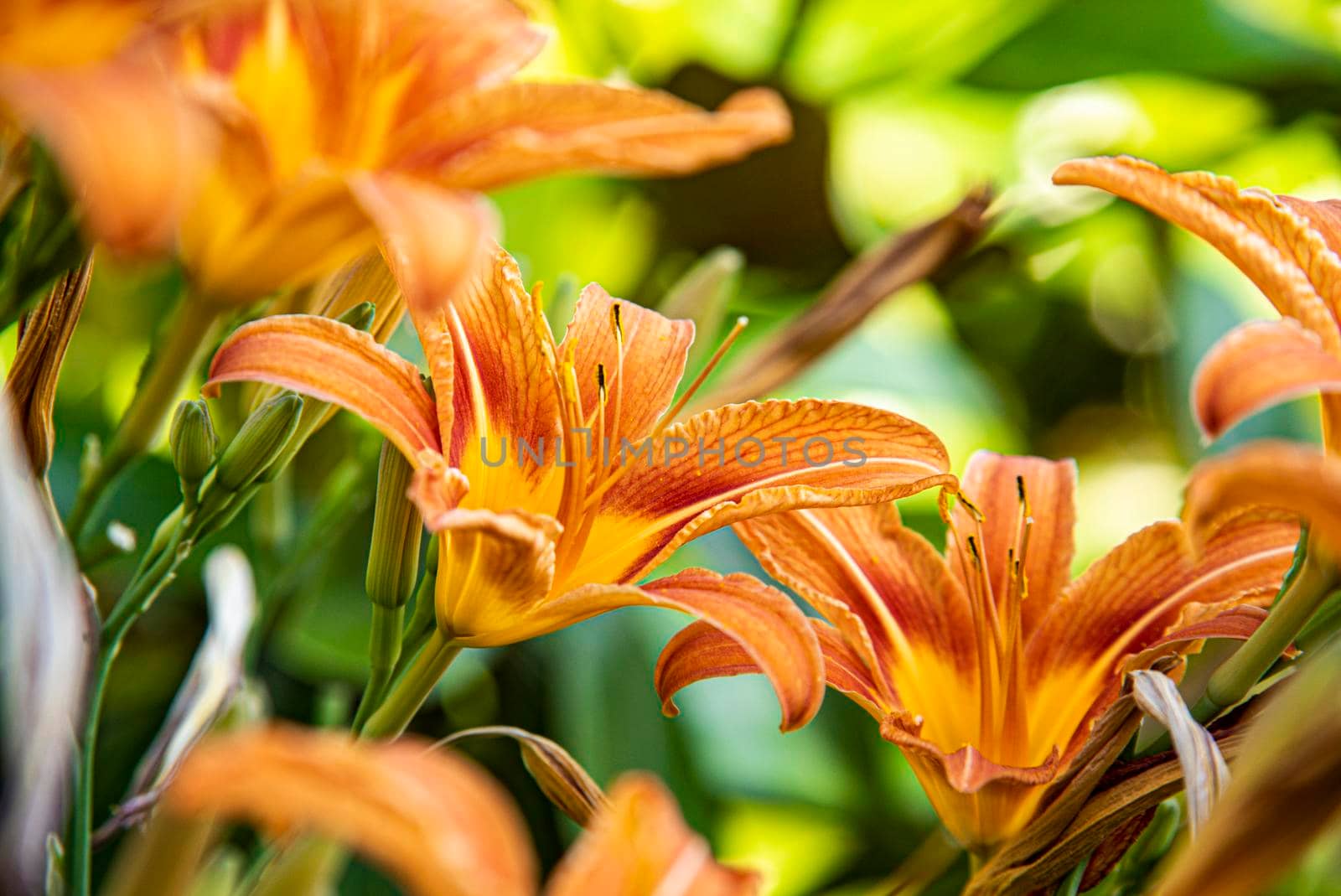 Macro shot of Orange Lilium flower detail in nature at sunset time