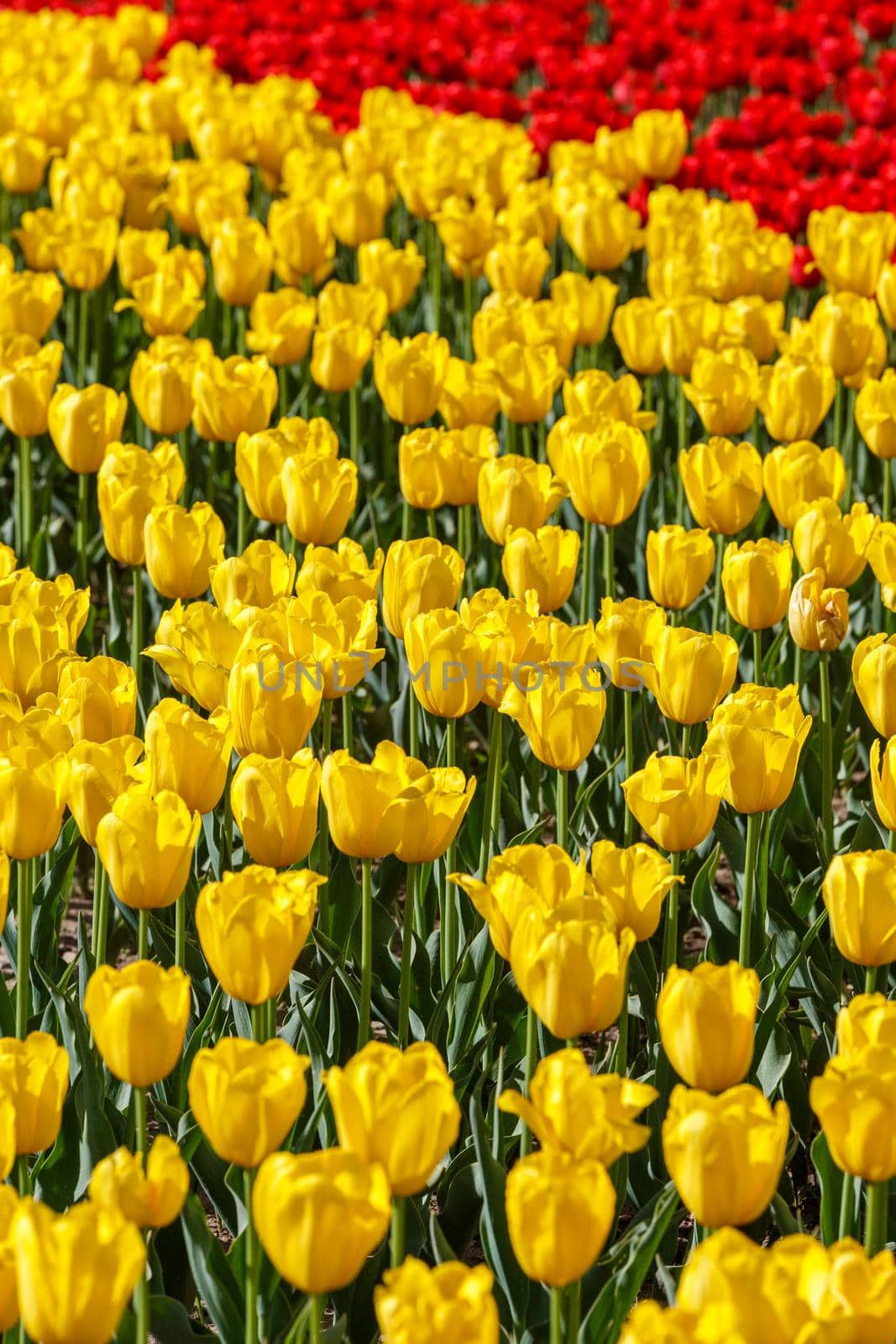 flaccid yellow and few red tulips in the field at daylight splitted horiaontally - close-up full frame background with selective focus